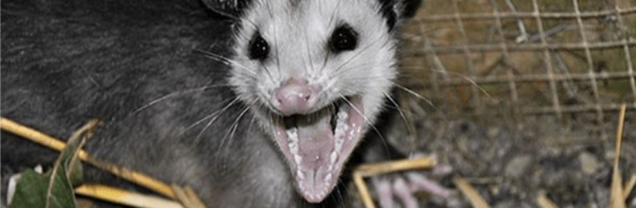 Masters Possum Removal Melbourne Cover Image