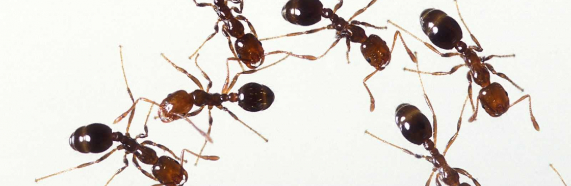 Dudes Ant Control Melbourne