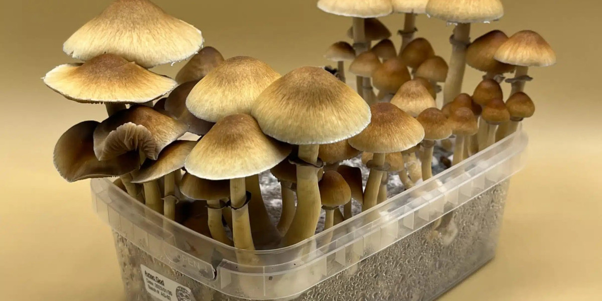 Shroombox: Your One-Stop Shop for Exceptional Mycology Supplies in Vancouver