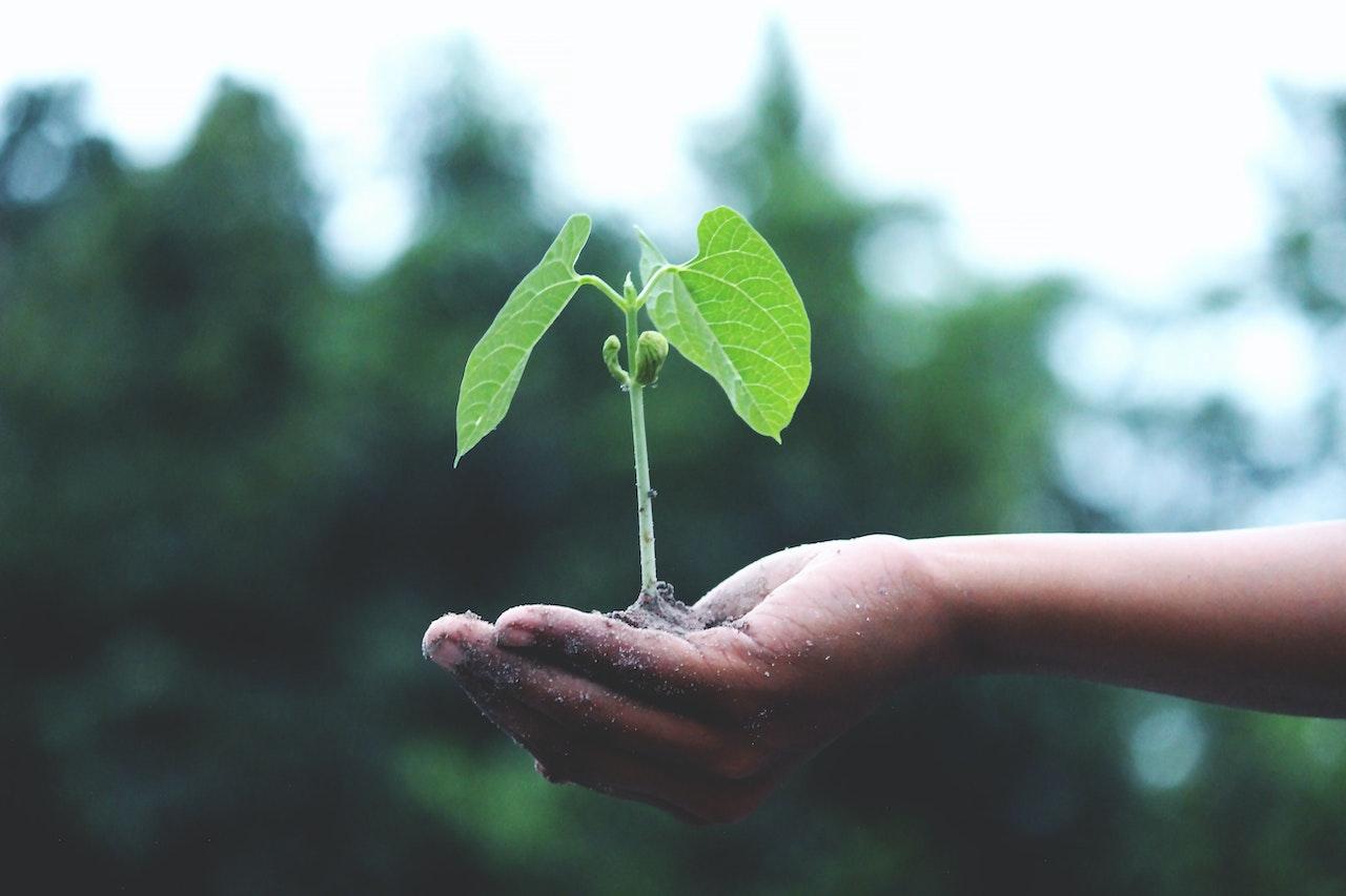 Hydroseeding Vs. Traditional Seeding - Which is More Cost-Effective? - Orange Headline