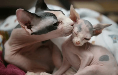 Sphynx Cats for Sale Long Island | Elf Cats | Bambino Cats