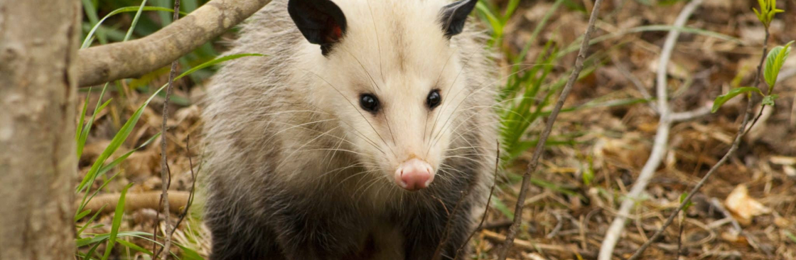 CBD Possum Removal Melbourne Cover Image