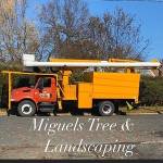 Miguels Tree & Landscaping Profile Picture