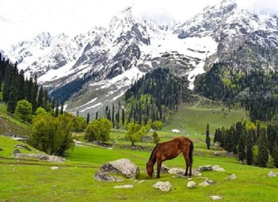 Kashmir Tour Packages From Chennai | Only 12,500 Rs