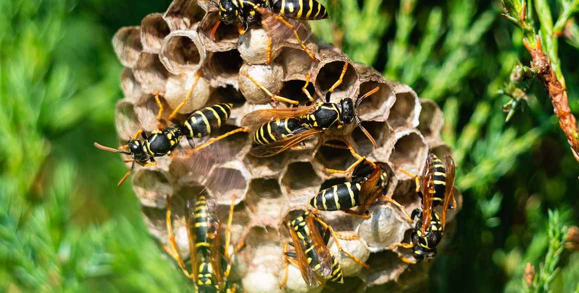 Do Wasps Return To Their Destroyed Nest? What You Must Do?