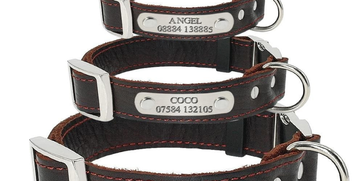Top Picks: Best Dog Collars for Your Furry Friend