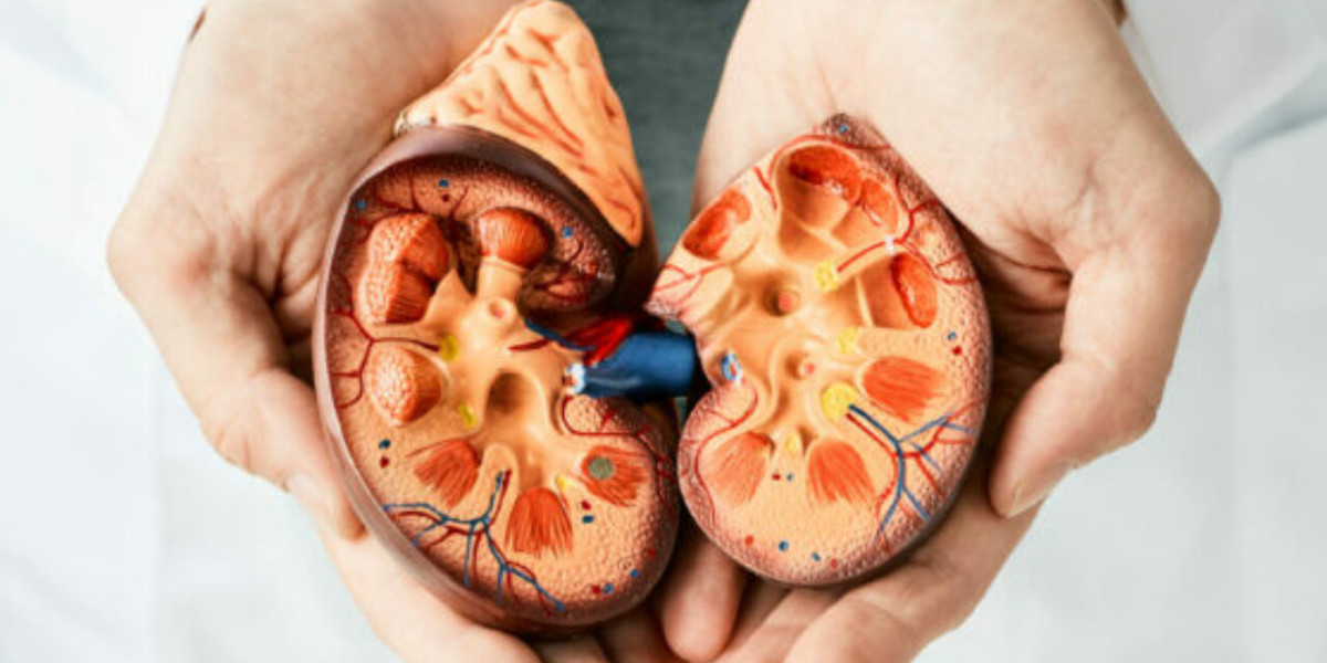 Understanding the Kidney: Functions and Types of Kidney Cancer