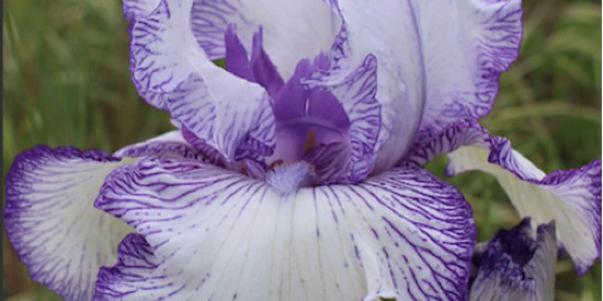 Daylilies In Australia