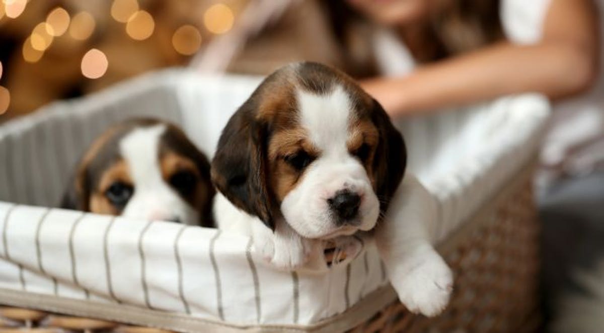 Top 5 Tips to Find the Best Dog Breeder