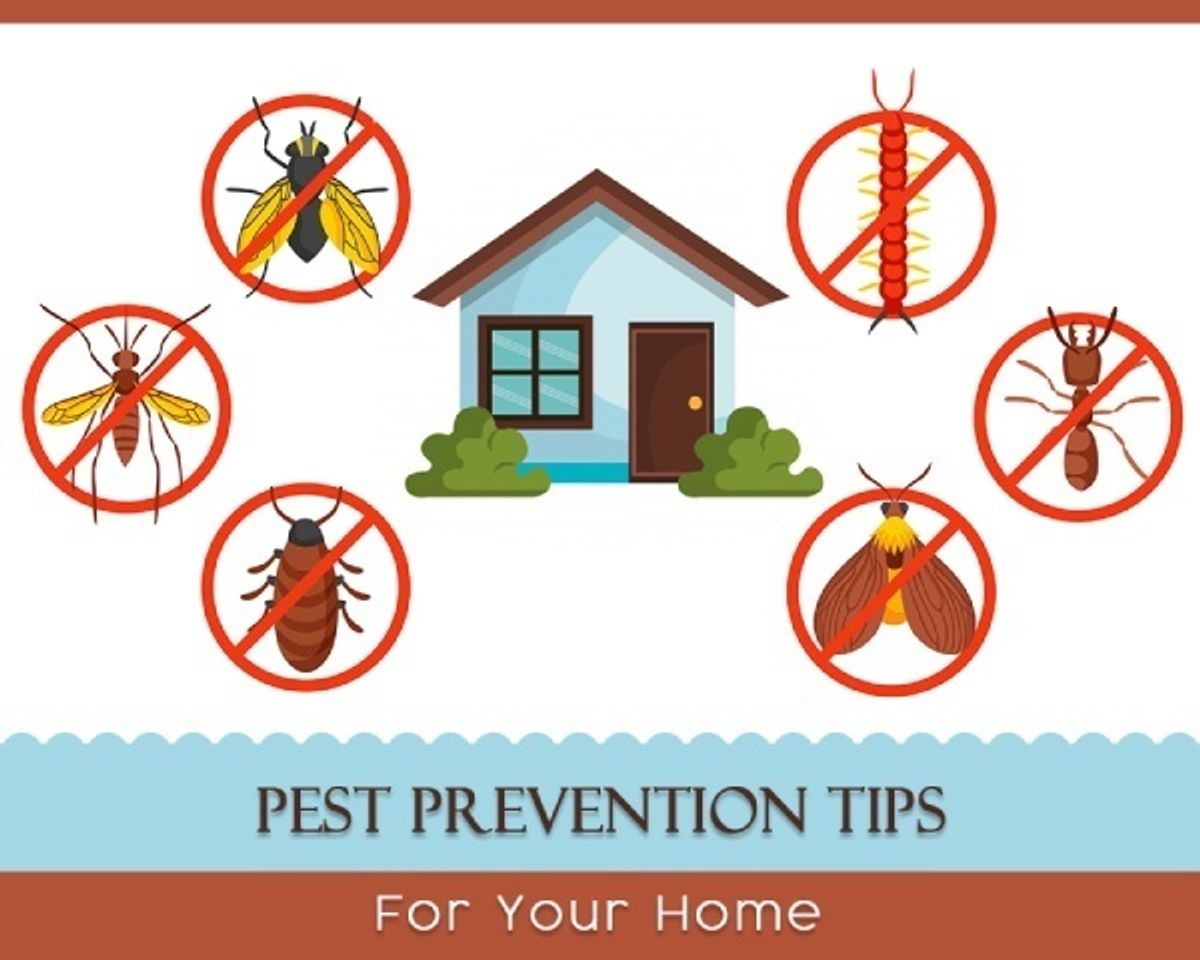 Pest Control Services in St. Louis: Banishing the Unwanted Guests