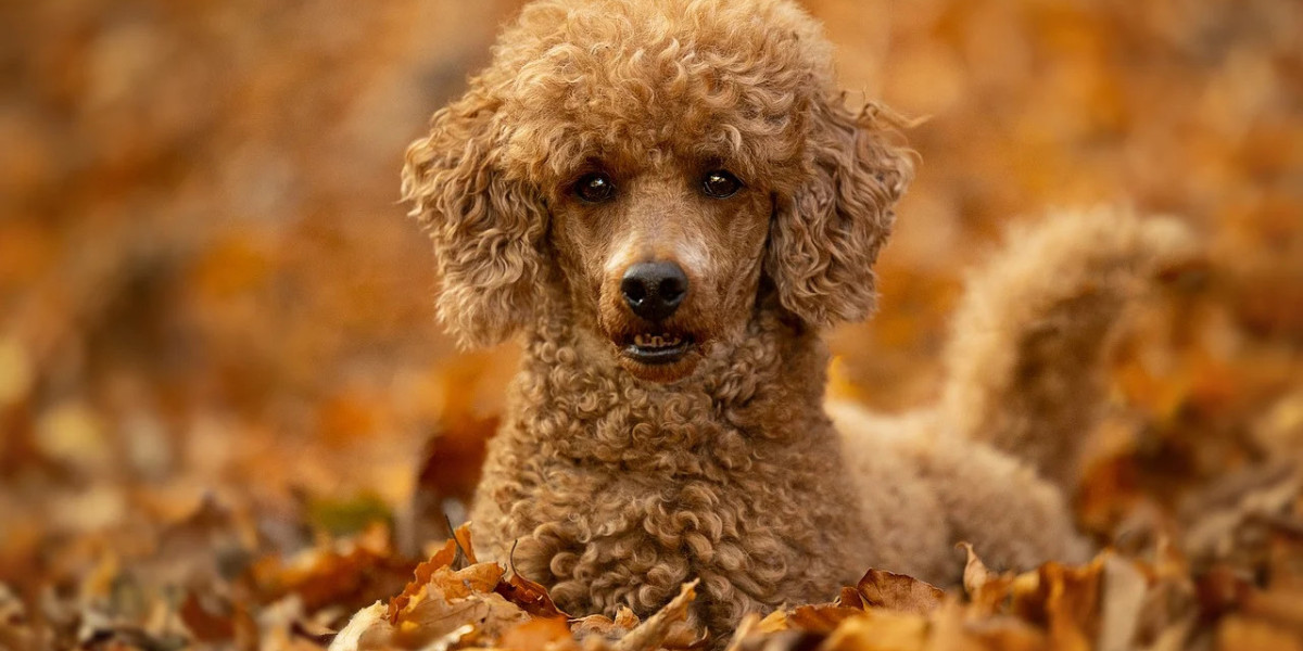 Poodle Puppies For Sale In Chennai: Where Elegance Meets Intelligence