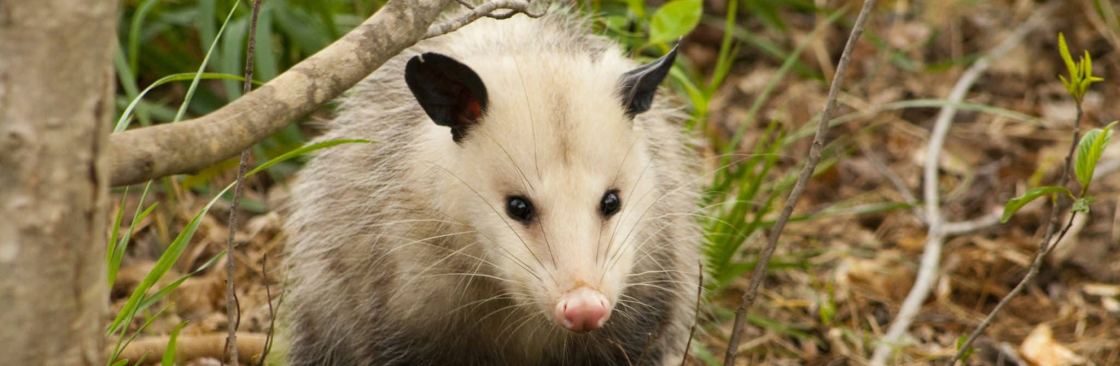 CBD Possum Removal Hobart Cover Image