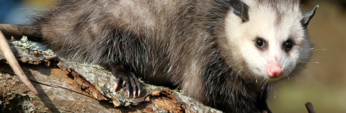 CBD Possum Removal Canberra Cover Image