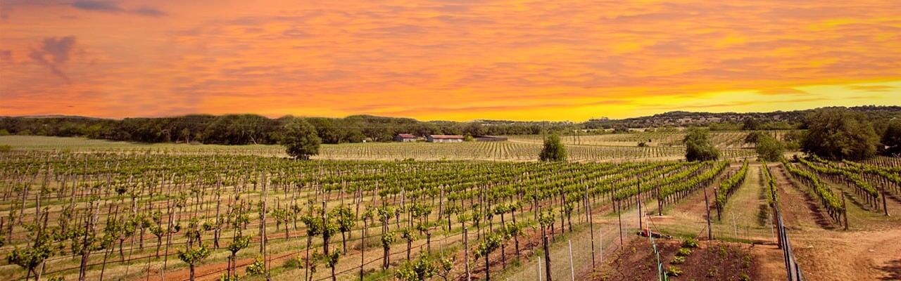 Texas Winery Tours | Explore the Best Wine Tasting Experiences