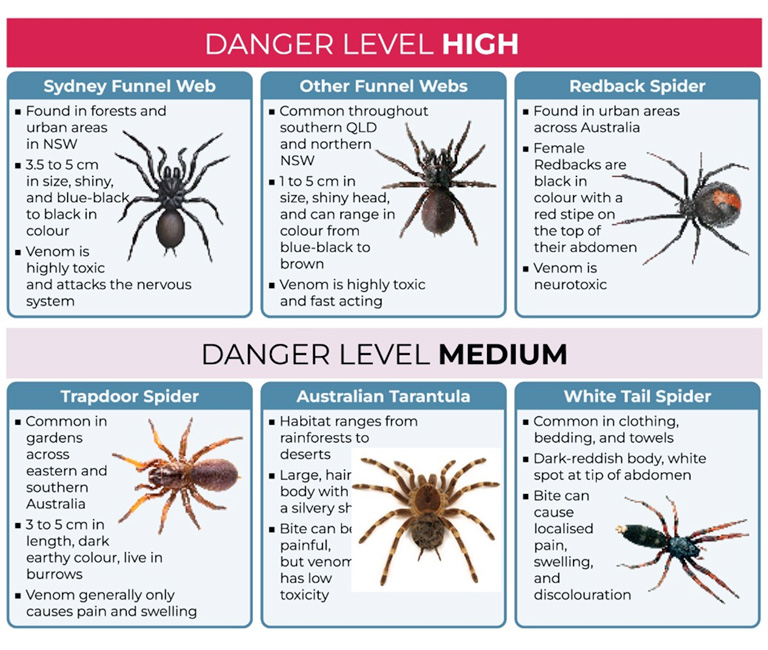Spider Removal & Spider Control Melbourne