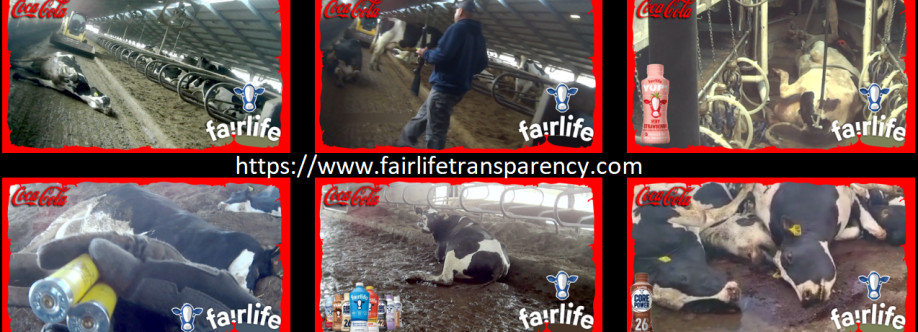 Fairlifetrans parency Cover Image