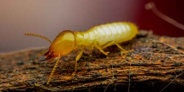 Professional Termite Inspection Melbourne | Same Day Service