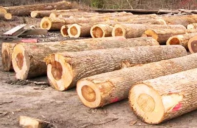 Buy Premium Tulipwood Lumber at Wholesale Price Online