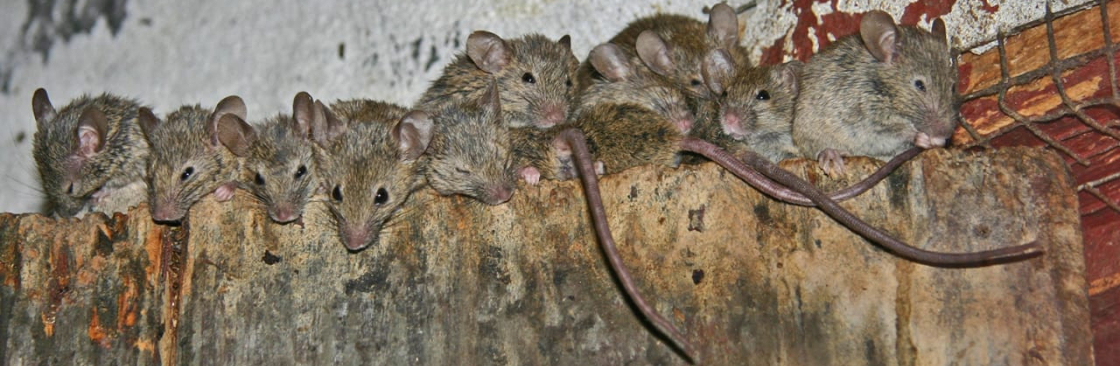 360 Rodent Control Cover Image