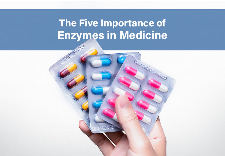 The Five Importance of Enzymes in Medicine - Ultreze Enzymes