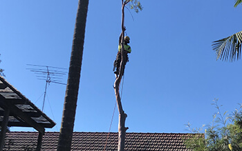 Tree Arborist | Tree Cutting | Western Sydney | North Shore | St Ives