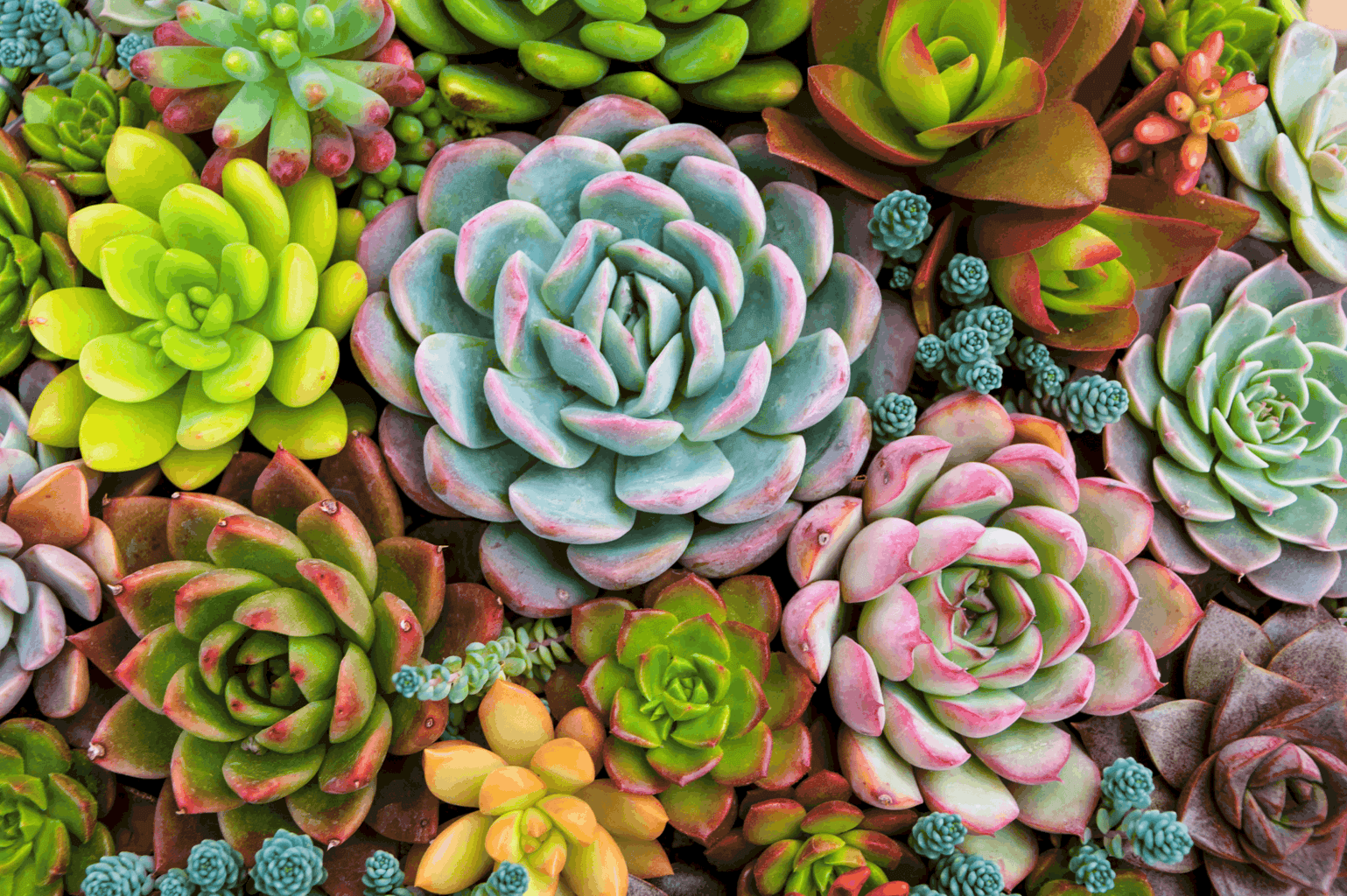 How To Grow Succulents - The Gardeners Planet