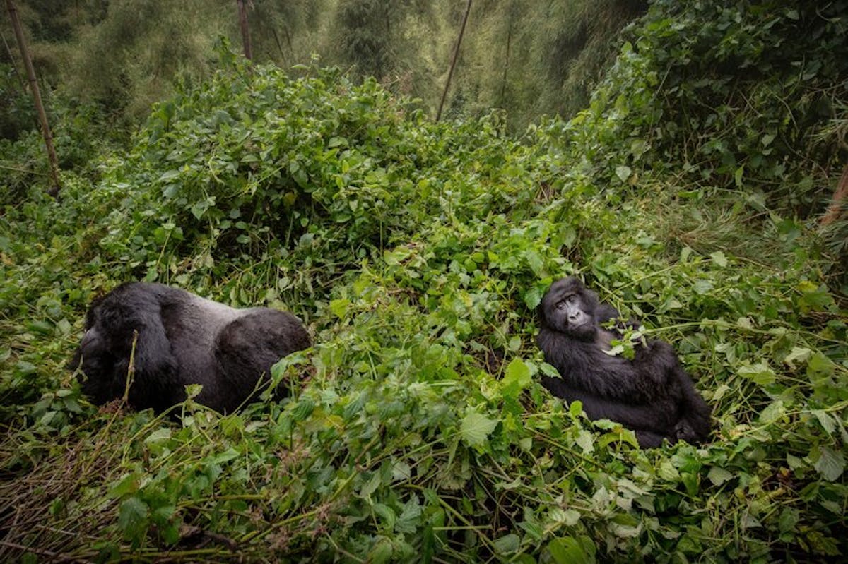 Unforgettable Rwanda Gorilla Tour Packages