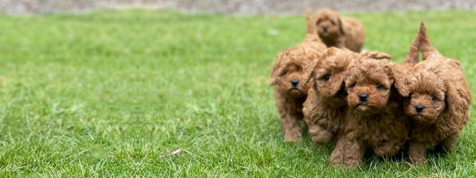 Cavoodle breeders Puppies | for Sale Melbourne