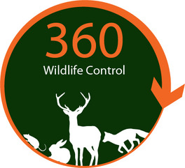 Fox Control Solutions UK - Rabbit 360 Wildlife Control
