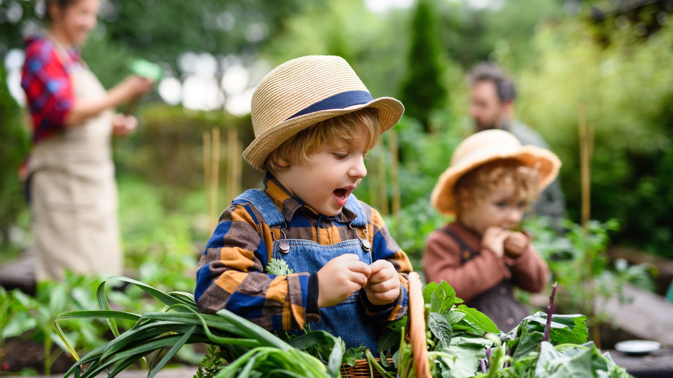 The Beginner’s Guide to Vegetable Gardening in Waterloo – Landscapecannada