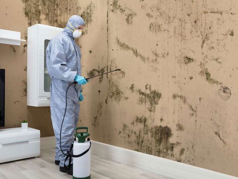 Why Mold Remediation is Necessary After Water Damage | by United Carpet Cleaning | Apr, 2024 | Medium