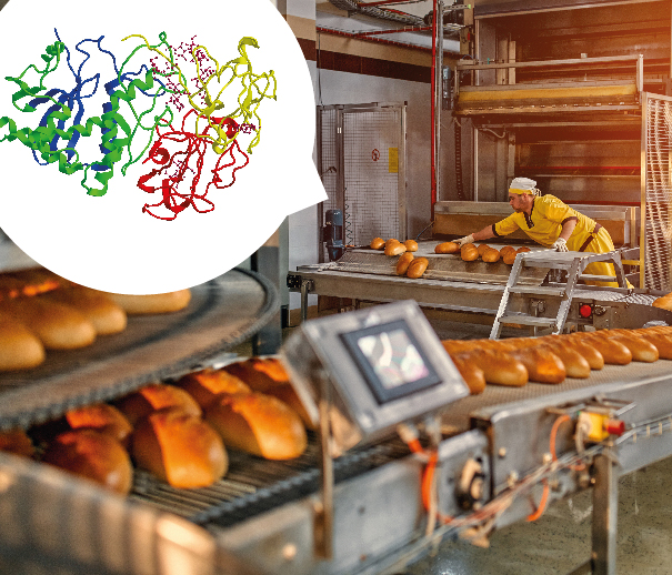 Enzymes for Baking Industry - Ultreze Enzymes