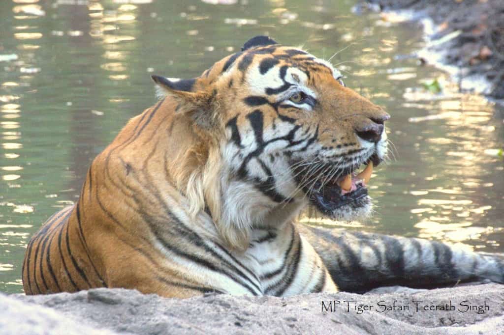 Explore Pench National Park Tour, and Pench Safari from Tiger Safari Bandhavgarh