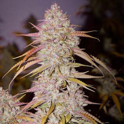 Lilac Diesel #22 Multipack Profile Picture