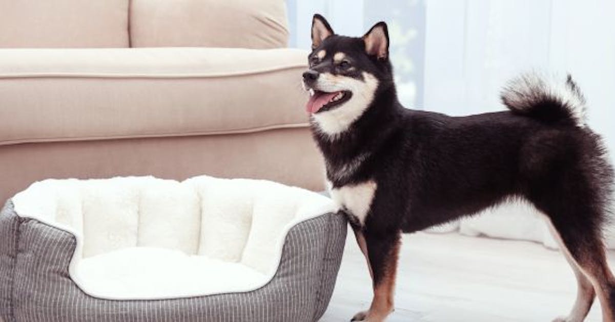 Sleeping in Style: Elevate Your Dog's Comfort with These Chic Warm Pet Beds!