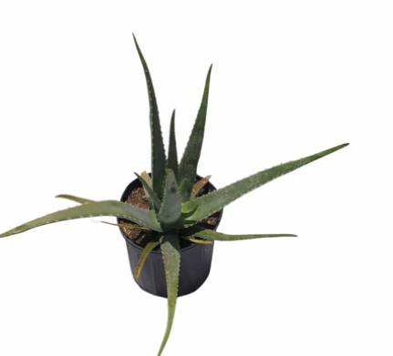 How To Care For Your Aloe Vera Plant?: ext_6159799 — LiveJournal