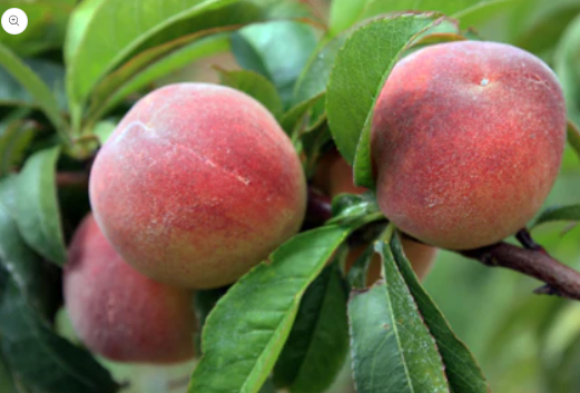 The Complete Guide to Growing Peaches | by Everglades Farm | May, 2024 | Medium