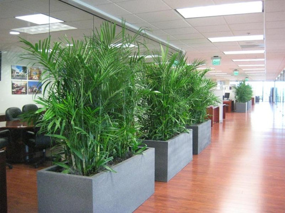 Why Indoor Plants in Melbourne Are Essential for a Healthy Home? - JustPaste.it
