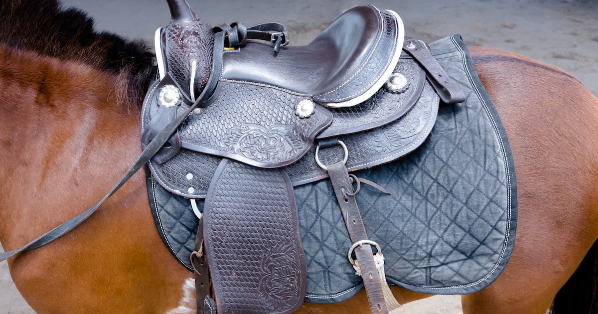 Horse Saddles 101: Everything You Need to Know Before Making Your First Purchase