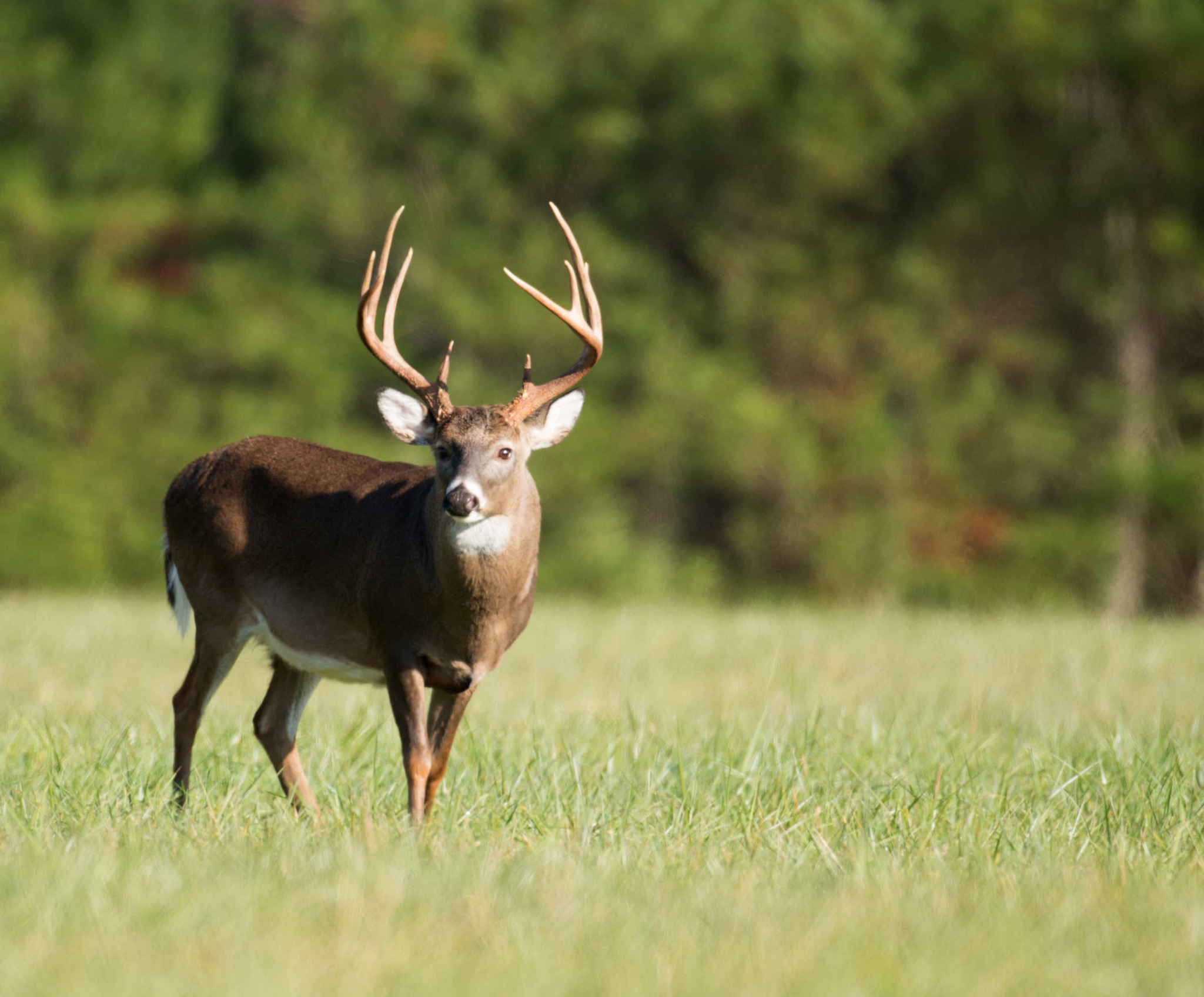 The Ultimate Guide to Finding Hunting Land for Lease by Owner: Tips and Tricks – @myoutdooragent on Tumblr
