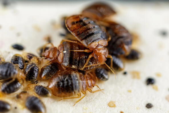 Bed Bug Pest Control Melbourne | Bed Bugs Treatment Melbourne