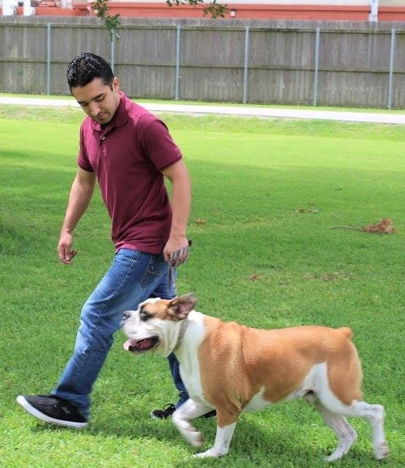 Expert Obedience Training for Dogs in Austin - Transform Your Pet Today!