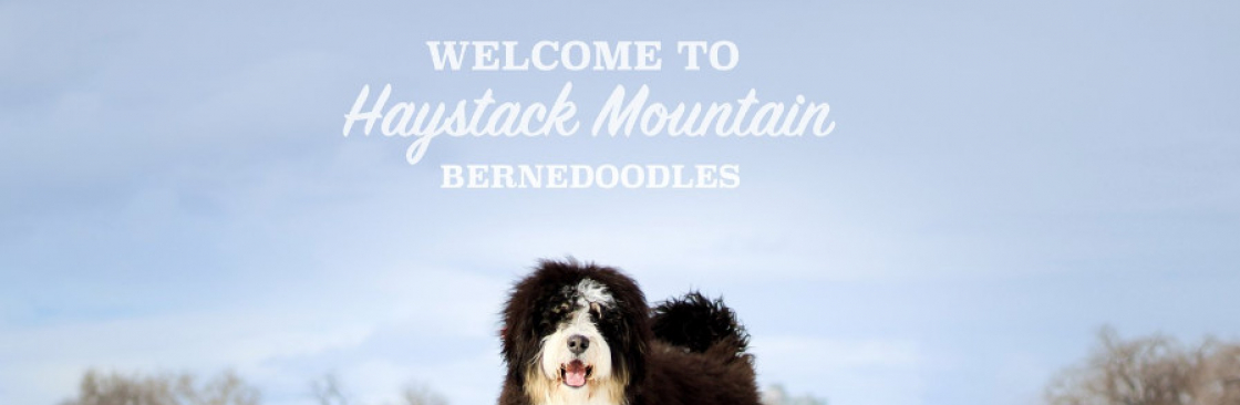 Haystack Mountain Bernedoodles Cover Image