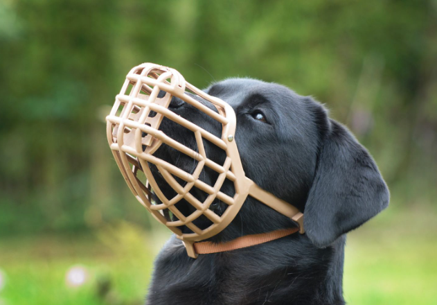 When and Why to Use a Dog Muzzle: Ensuring Safety for Your Pet and Others - USA Life Style