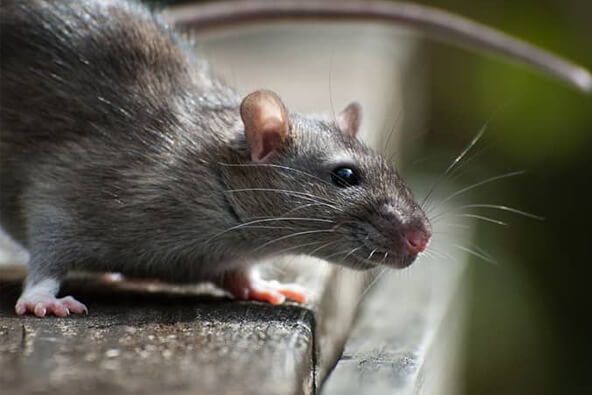 Rat & Mice Removal Melbourne | Rodent Removal Services Melbourne