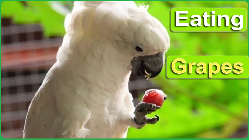 Can Cockatoos Eat Grapes? What You Need to Know - Parrot Expert