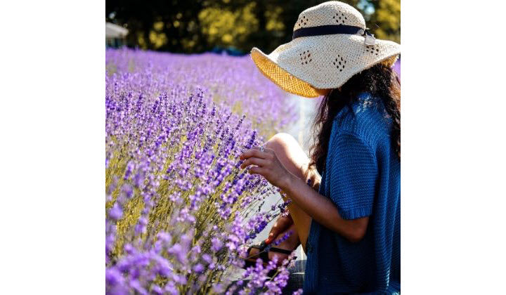 Uses Of Lavender