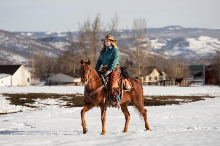 Horse Turnout Sheets: Prepare Your Animals for The Wint...