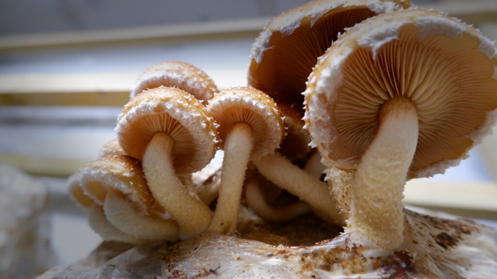 Buy mushrooms & growing kit in Gloucestershire | Slad Valley Mushrooms