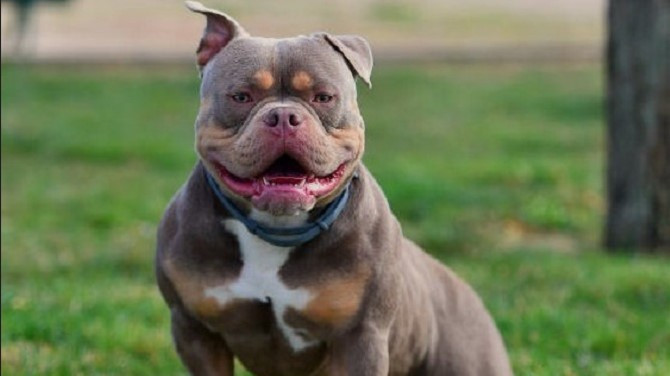 American Bully Farm Profile Picture